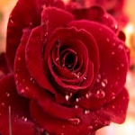 Šipová ružička kvitne z jara 