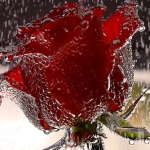 Červená ružička 