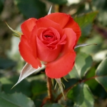 Šipová ružička sama  kvitne v poli 