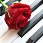Šípová ružička f poli kvitňe 