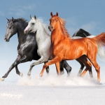 Kone moje, kone 
