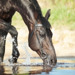 Nepi koňu vodu 