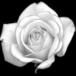 Biela ruža rozkvitala