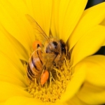 Sadla včielka
