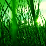 Travička zelená, zelenaj sa 