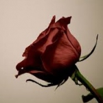Červená ružička kvitne z jara 