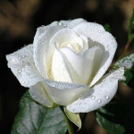 Na vysokom Sitne biela ruža kvitne
