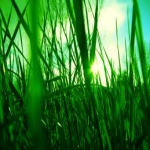 Trávička zelená